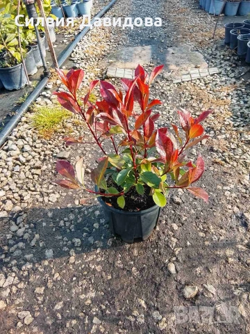 Фотиния , снимка 3 - Градински цветя и растения - 54315952