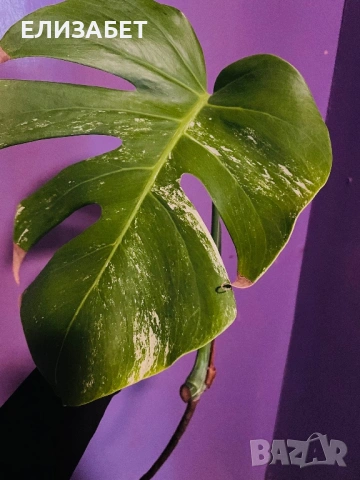 Monstera albo