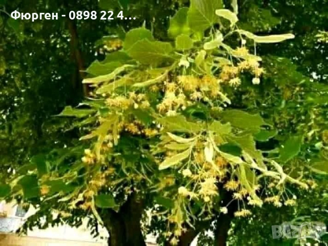 Липа (Tilia) – Фиданки за ароматен чай и красива градина, снимка 2 - Разсади - 47897474