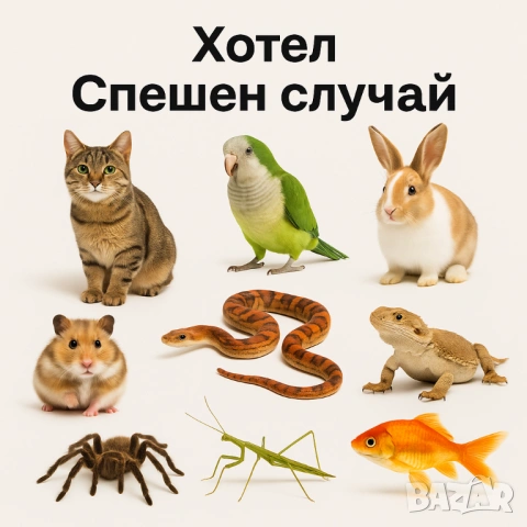 Хотел за животни- котки, гризачи, птици, влечуги и насекоми