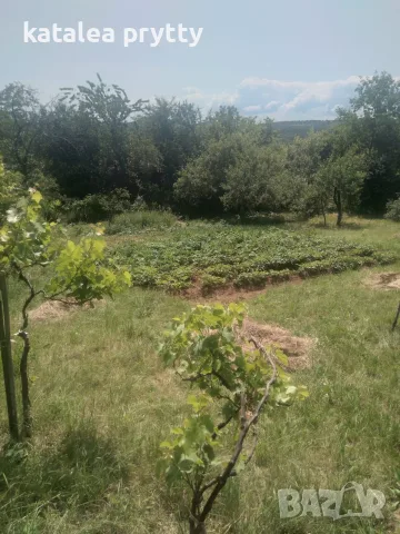 Стара автентична къща , снимка 3 - Къщи - 55329982