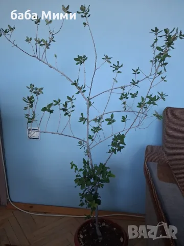 Корков дъб - Quercus suber