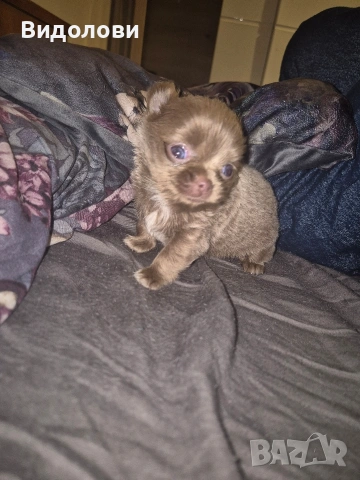 Дългокосместо мини чихуа мъжко 