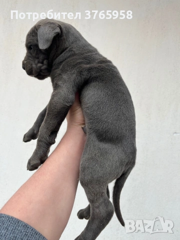 Кане корсо, снимка 7 - Кане корсо - 54581448