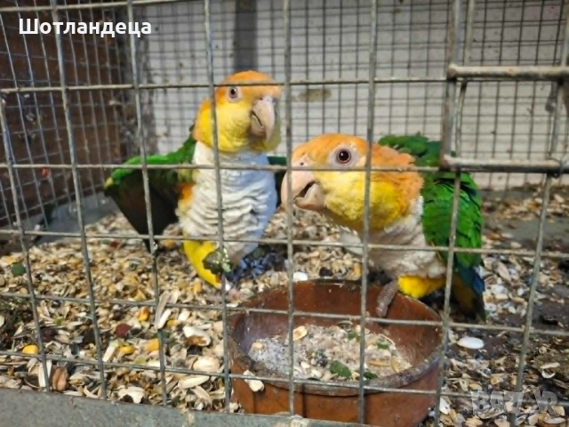 Папагали Кайка ръжевотеменна-развъдна двойка, снимка 3 - Папагали - 54511457