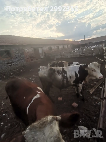 Majki mesodaini teleta 5 evro jivo teglo 3 broq mejdo 250 i 300 kg