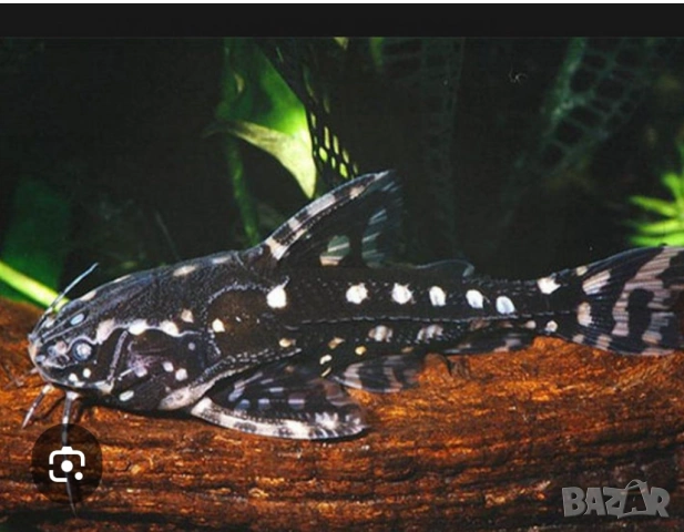 Продавам два сома Агамикс, снимка 3 - Рибки - 54220624