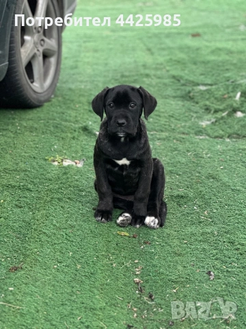 Cane Corso , снимка 2 - Кане корсо - 54495449
