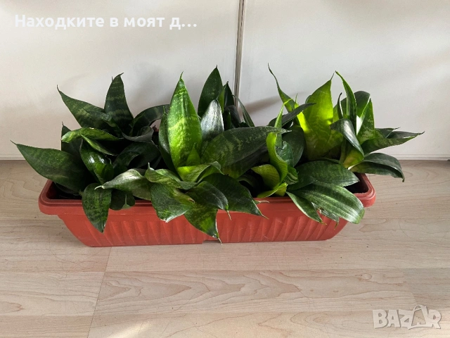 Сандъче сенсевиери
