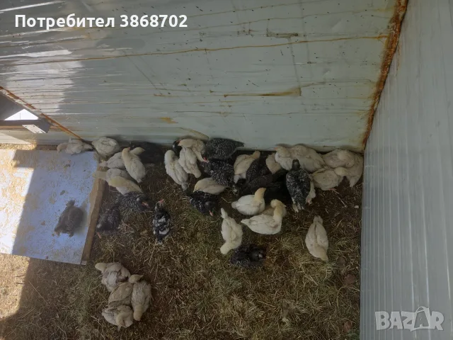 Малки пилета 41 на брой.