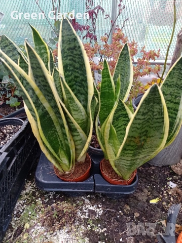 Сансевиера