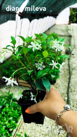 Жасмин, Trachelospermum Jasminoides, вечнозелен, студоустойчив, снимка 12 - Градински цветя и растения - 44919994