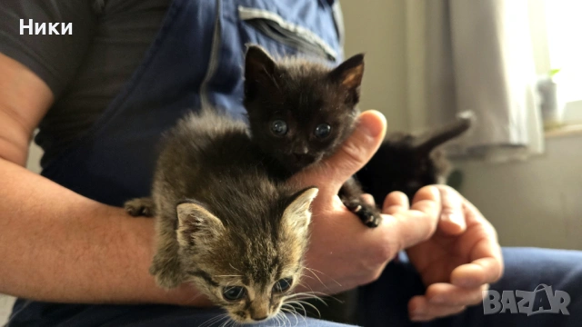 Подарявам 4 малки котенца, снимка 6 - Други - 54515086
