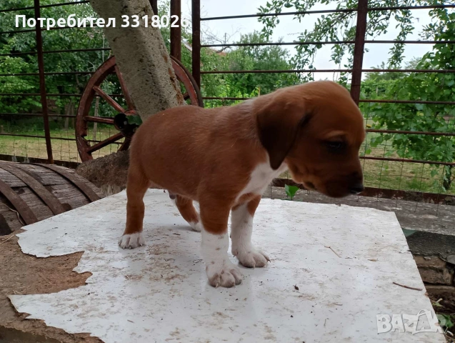 продавам чистокръвни ловджийски кучета, снимка 3 - Други - 55198448