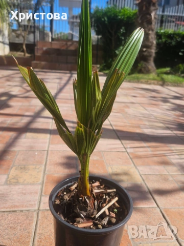 Палма Юбея , Jubaea chilensis, снимка 2 - Градински цветя и растения - 45803842