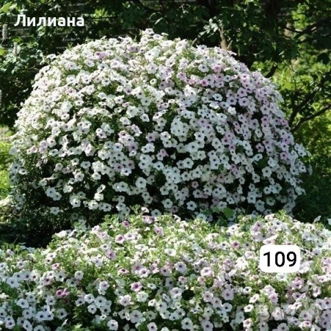 Петуния. Цветя за саксии и градина, снимка 5 - Разсади - 54640925