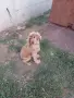 кокер шпанйол мъжки, снимка 3