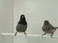 Люспогърди амадини, снимка 6
