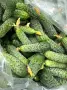 Продавам Краставички корнишони , снимка 2