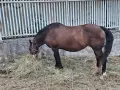 Продавам две кобили, снимка 2