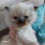 Коте Регдол, снимка 2