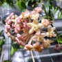 Hoya Хоя Sarawak, снимка 1