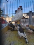 продавам млади финки, снимка 5