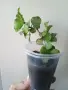 Хоя, hoya kanyakumariana, снимка 2