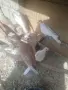 Гугутки пеещи!!, снимка 3