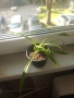 Хлорофитум (Spider plant) младо растение , снимка 1