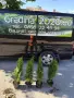 Западна туя Смарагд (Thuja occidentalis Smaragd), снимка 9