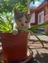 подарявам 2 котенца, снимка 3