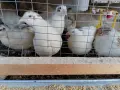 Пъдпъдъци, прясно месо, снимка 7