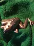 Винтидж сребърна брошка ЖАБА 🐸 Авторско ретро Арт бижу 19801, снимка 12