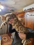 Бенгалски котета, снимка 6