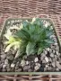 Рядка Вариегатна Хавортия (Haworthia retusa f. variegata) – Колекционерска, снимка 2