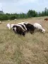 Продавам овце и кози, снимка 2