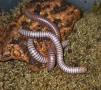 Spirobolus (Tonkinudulanus и Anadenobolus monilicornis, снимка 1