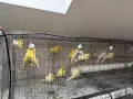 Червении и къдрави канарчета, снимка 12