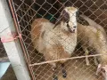 Продавам мъжко агне, снимка 1