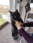 Уникални котенца Мейн кун , снимка 7