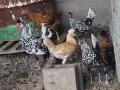 Кокошки Апенцелер , снимка 2