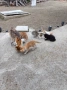 Подарява малки котенца на месец и половина, снимка 2