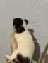 Чихуахуа, снимка 8