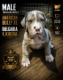 ТОП !!! Американско Були Хл American BULLY Xl ABKC, снимка 2
