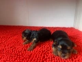 Мини и стандартни Йорки мъжки 35 дни и Супер мини Йорки мъжки 1,5 кг на две години, снимка 5