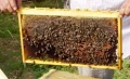 пчелни отводки, снимка 3