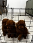 Мини пудели / Mini Poodles, снимка 6