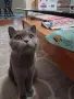 Британска женска котка, снимка 6