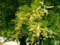 Липа (Tilia) – Фиданки за ароматен чай и красива градина, снимка 2